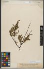 Foto von Salix waldsteiniana Willd.